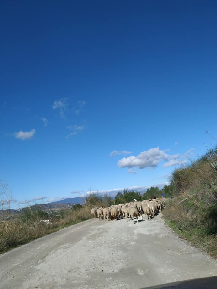 sheep blocking the road