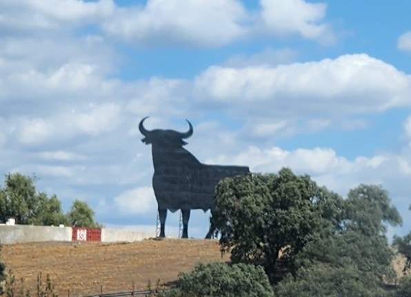 Osborne Bull against a blue sky