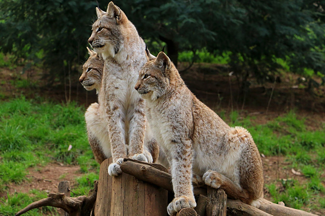 Three Lynxes