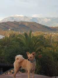 Dog standing in front of a mountain view