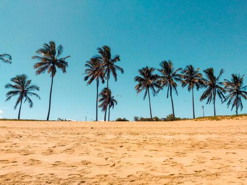 Palm Trees on a beach